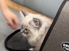 -艾贝尔宠物医院·24H转诊中心·肿瘤猫专科(江宁双龙店)