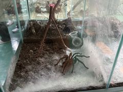 -上海大自然野生昆虫馆(东方明珠·爬宠昆虫探索中心)