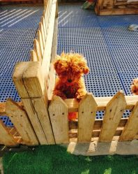 -萌宠亲子动物乐园(槐房万达店)