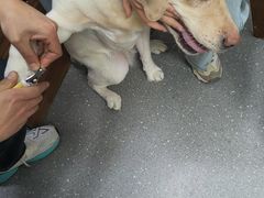 -心仪动物医院·牙专科·肿瘤·心脏科(西客站院)