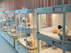 -翊宠yipet猫狗购宠庄园犬舍•猫舍