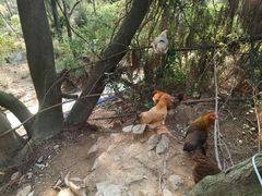 -狐尾山公园
