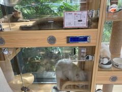 -鼎级派宠物(中南店)