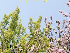 -海棠花溪(元大都城垣遗址公园)