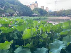 -光明港公园
