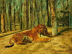 -北京野生动物园