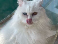 -飞行喵MR PILOT|猫舍·猫咖(静安大融城店)