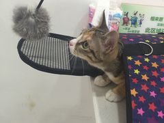 -创凡宠物医院·骨专科  猫科中心(西乡分院)
