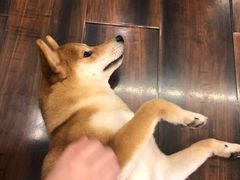 -豆柴町-柴犬主题狗咖(红鼎国际C座店)