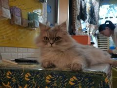 -平行世界·猫咖(首经贸店)