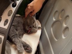 -爱侣·安琦尔宠物医院·中兽医针灸·心内科·狂犬免疫点(宝山区院)