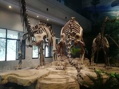 -自贡恐龙博物馆