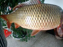 野生鲤鱼-林上生态鱼园