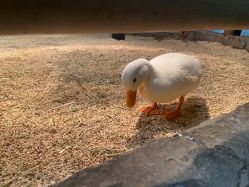 -Zoolung Zoolung动物主题公园(海信广场店)