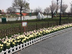 -荷兰花海