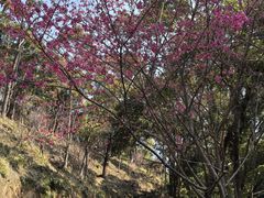 -广州市流溪河国家森林公园