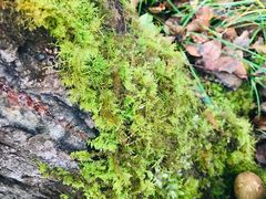 -叠溪松坪沟景区