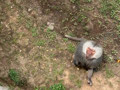 -西霞口神雕山野生动物世界