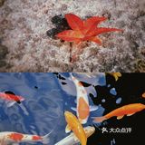 斜塘老街，一个很姑苏的地方