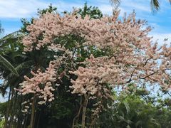 -中国科学院西双版纳热带植物园