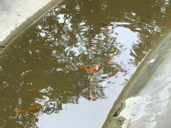 -草根堂农场