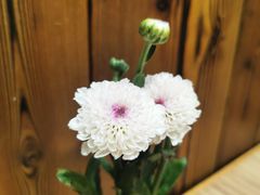 -榖屋house of flour(张江首店)