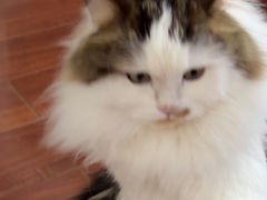 -佳百利宠物(荣乐中路115弄小区店)