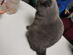 -团子家猫咪猫咖馆·柯基·柯尔鸭