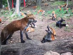 -宫城藏王狐狸村