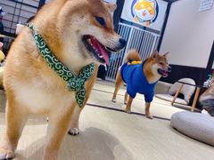 -逗柴咖啡屋·狗咖猫咖宠物桌游