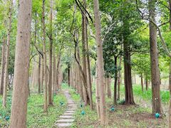 -上海长兴岛郊野公园