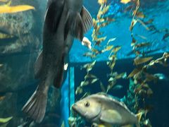 -瑞普利水族馆