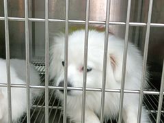 -宠福鑫康馨动物医院·骨科·眼科
