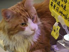 -平行世界·猫咖(首经贸店)