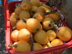 -塘栖枇杷特色园区