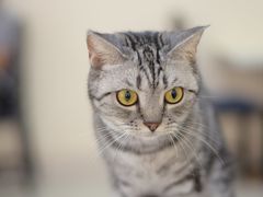 -鼓捣猫呢主题猫咖店