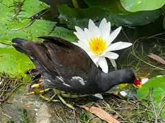 -莲花池公园