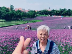 -大塘金香草谷
