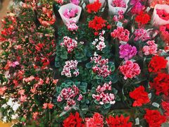 -双季花艺园艺市场(浦东店)