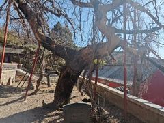 -泰山风景名胜区-普照寺