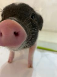 -Moni星球萌宠·小马宝莉·灵蛇·高端高阶全萌宠互动体验俱乐部(红豆国际广场店)