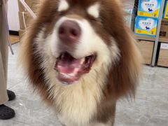 -艾贝尔宠物医院·宠保定点·超声绝育·免疫点(樱花路店)