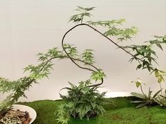 -上海鲜花港