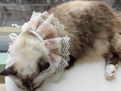 -怪兽屋·羊驼·猫咖·狗咖(俊华广场店)