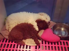 -1013 PET SHOP 宠物商店(近铁城市广场店)