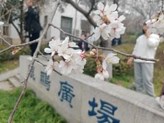 -武汉大学-樱园
