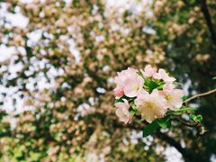 -海棠花溪(元大都城垣遗址公园)