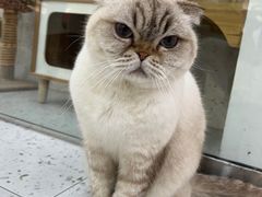 -喵园·猫主题咖啡厅·撸猫·猫咖(国贸店)