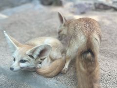 -广州长隆飞鸟乐园