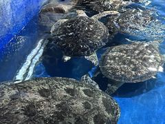 -邯郸海洋世界